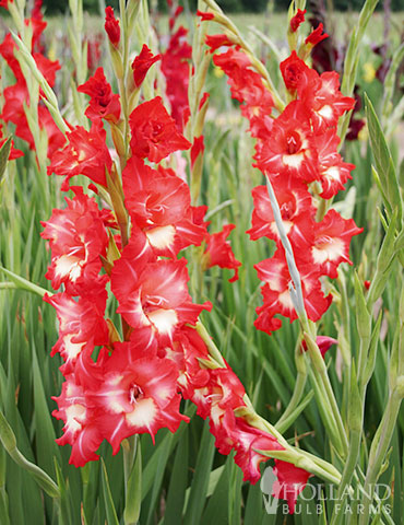 Helvetia Gladiolus rare gladiolus bulbs for sale, red and white gladiolus flowers, gladiolus bulbs for sale near me, gladiolus bulbs suppliers