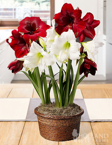 Holiday Twist Potted Bulb Garden potted bulb garden, amaryllis bulbs, potted amaryllis bulbs, ready to grow gardens, gifts for gardeners, holiday garden gifts, amaryllis for sale, red amaryllis, white amaryllis 