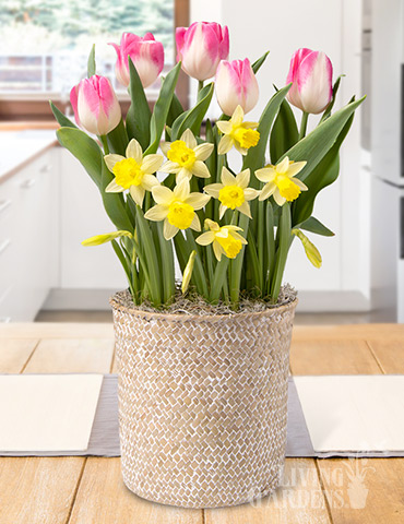 Illuminated Blooms Potted Bulb Garden indoor plant garden, tulips blooming in pots, send potted plants, best bulb gifts, potted bulb garden gifts, indoor flower bulb kits, potted daffodils for sale, potted hyacinths for sale