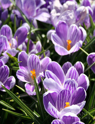 King of the Striped Giant Crocus 