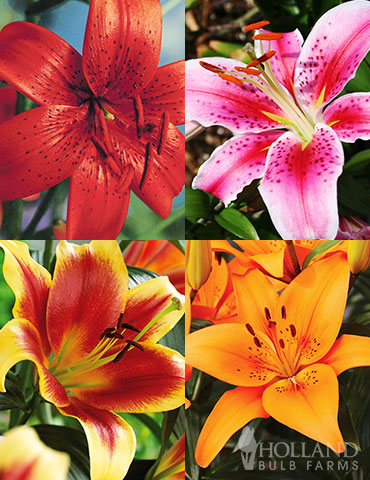 Lily Sampler Collection lily bulbs wholesale, lilies for sale near me, tiger lily bulbs for sale, orienpet lilies, oriental lily bulbs, stargazer lily bulbs for sale, Asiatic lily bulbs, oriental lily bulbs planting