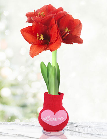 Loving Heart Sweater Amaryllis amaryllis gifts, unique garden gifts, amaryllis bulbs for sale, waxed amaryllis, gifts for people who are hard to shop for, gifts for grandma, valentines gifts, valentine day gifts, anniversary gifts 