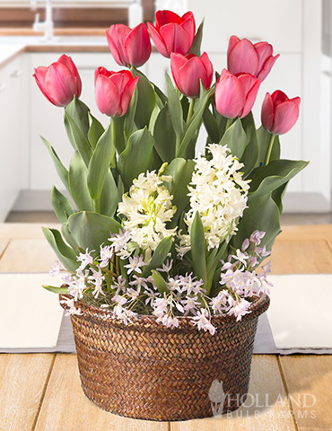 Lucky In Love Potted Bulb Garden Indoor bulb garden gifts, bulb gardens for indoor growing, potted bulb garden gifts, hyacinths for indoors, tulips for indoors, indoor flower bulb kits, tulips in pots, hyacinths in pots