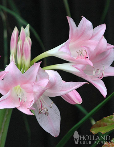 Pink Magic Lily 