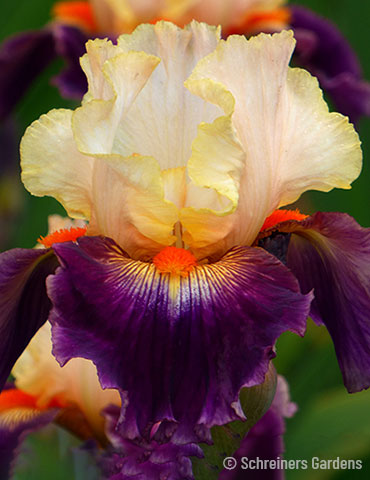 Malheur Bearded Iris 