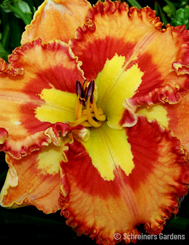 Mexican Fiesta Re-Blooming Daylily 