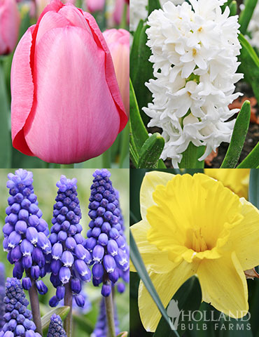 Mid Spring Blooms Collection april flowers, may flowers, daffodil bulbs, tulip bulbs, flowers that bloom in spring, flowers that bloom in mid-spring