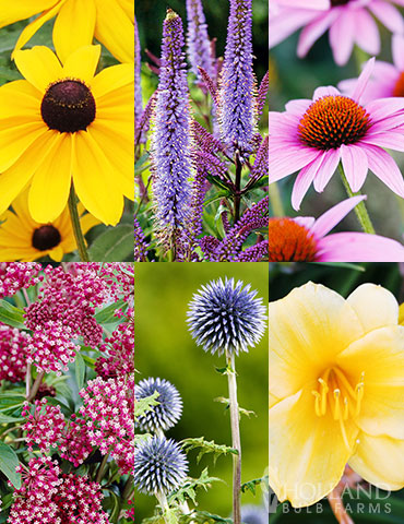Mid Summer Perennial Collection mid summer blooming perennial collection , perennials that bloom in July, flowers that bloom in summer, perennials that bloom in August, rudbeckia, echinacea