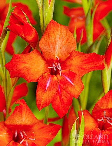 Mirella Hardy Mini Gladiolus 