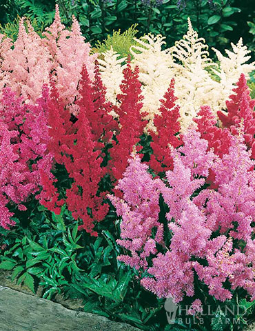 Mixed Astilbe 