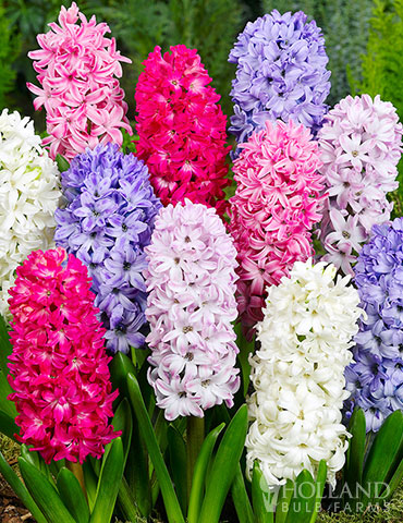 Mixed Hyacinths Value Pack mixed hyacinths, fragrant hyacinth bulbs for sale, hyacinth bulbs, where to buy hyacinths, mixed flower bulbs, 