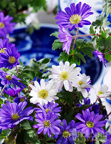 Mixed Windflowers anemone blanda, mixed windflower, grecian windflower, anemone mix, mixed anemone, flower bulb deals, sale on flowers
