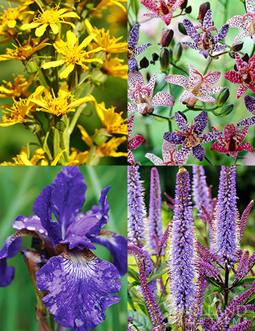 Moisture Tolerant Perennials Collection moisture tolerant perennial collection, plants that tolerate wet soils, plants for wet areas in the yard, perennials for wet areas
