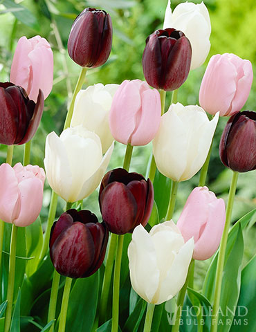 Night in Paris Tulip Mix tulips, tulip bulbs, tulip bulbs to buy, tulip bulbs online, colorblends, tulip bulbs sale, wholesale bulbs holland