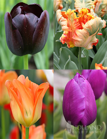 Orange &amp; Purple Tulip Collection