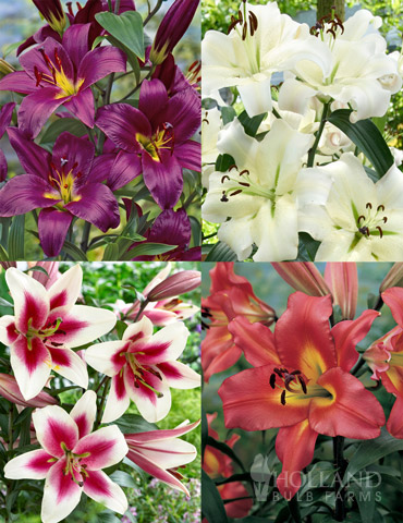 Orienpet Lily Collection 