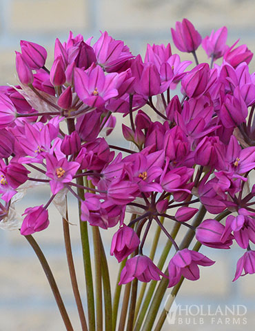 Ostrowskianum Allium Jumbo Pack allium oreophilum, dutch allium bulbs, allium for sale, late spring flowers, alliums for rock gardens, pink lily leek