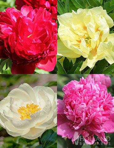 Peony Cutting Garden Collection 