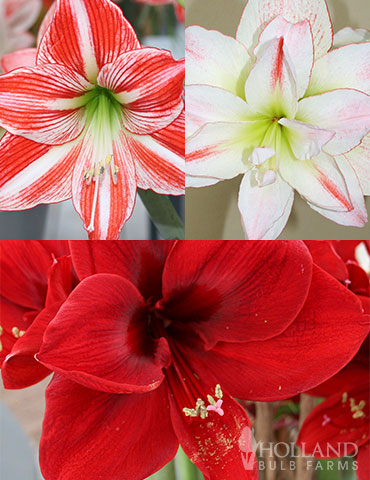 Peppermint Amaryllis Collection 