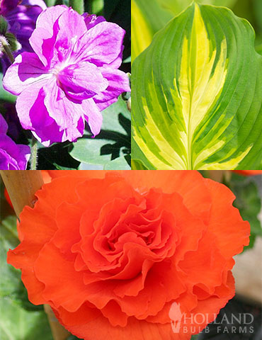 Peppy Shade Garden Collection shade garden, ferns, lady ferns, shade plant combinations, begonia companion plants, what to plant with begonias, scarlet begonias, picotee begonias