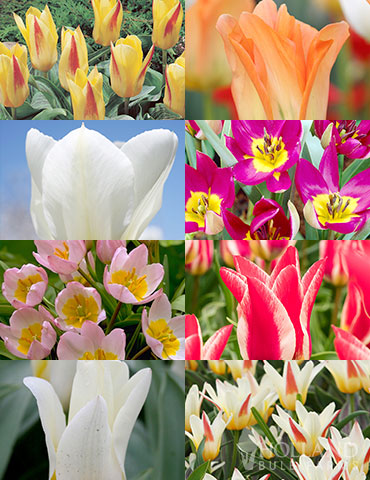 Perennial Species Tulip Collection 