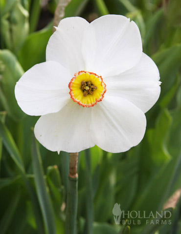 Pheasants Eye (or Recurvus) Daffodil 