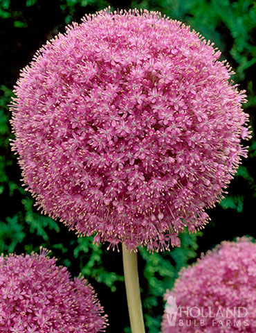 Pink Allium Giganteum 