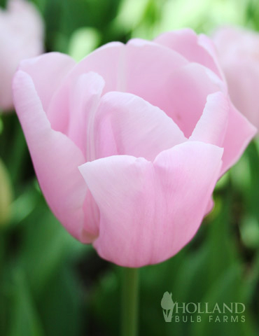 Pink Diamond Single Late Tulip 