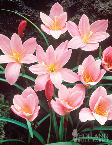 Pink Fairy Lilies 