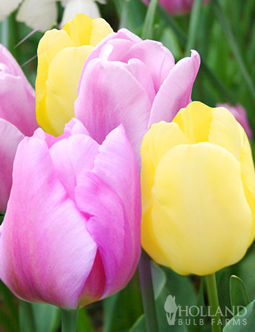 Pink Lemonade Tulip Duo tulips, tulip bulbs, tulip bulbs to buy, tulip bulbs online, colorblends, tulip bulbs sale, wholesale bulbs holland