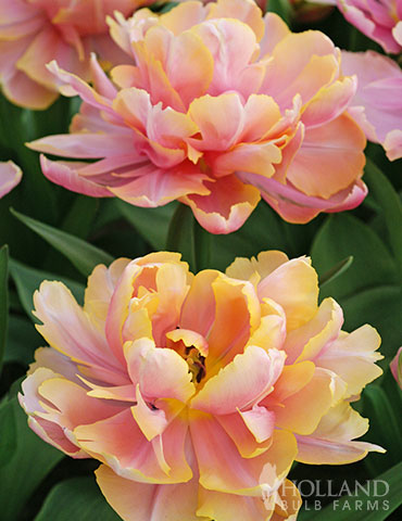 Pink Star Double Late Tulip 