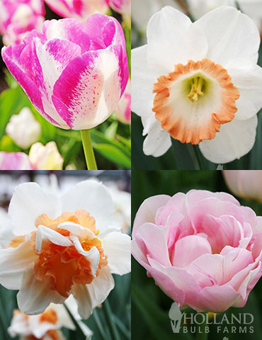 Pink Tulip & Daffodil Collection 