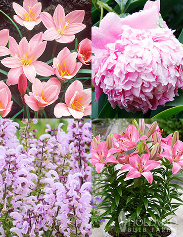 Pinky Winkey Summer Collection pink flowers, pink peonies, pink salvia, pink lilies, pink flowers that bloom in summer, summer flower bulbs, summer perennials 
