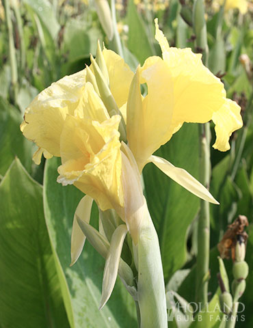 Puck Canna Lily 