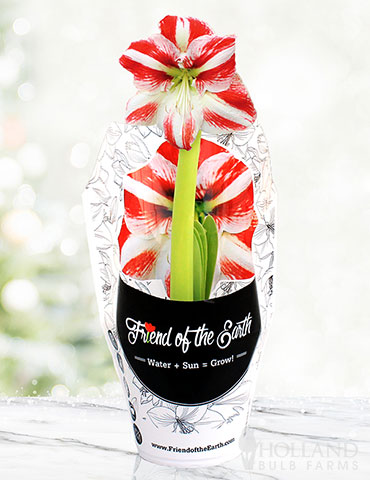 Super Star Potted Amaryllis - Gift Ready 