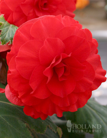 Red Double Begonia 
