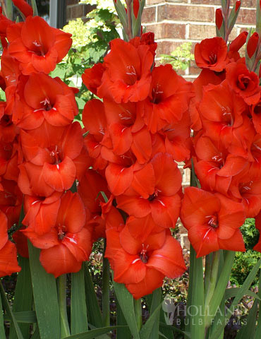 Red Gladiolus Value Bag 
