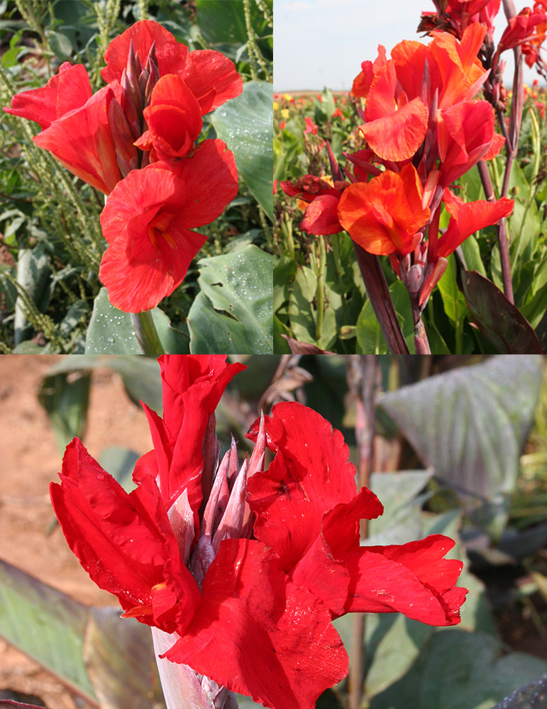 Red Hot Canna Collection 
