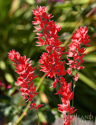 Red Ixia 