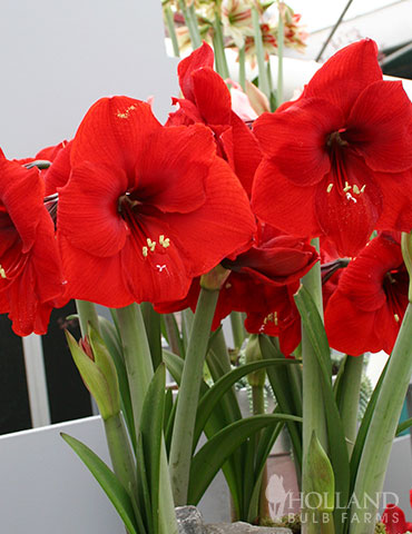 Red Lion Amaryllis Value Pack Red Lion Amaryllis, Large Flowering, Winter Bulbs, Holiday Gifts, Indoor Gardening