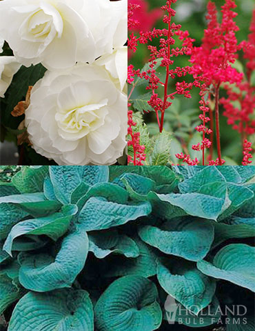 Red, White and Blue Shade Garden shade garden combinations, shade garden ideas, adding color to shade, big daddy hosta, fanal astilbe, white begonias