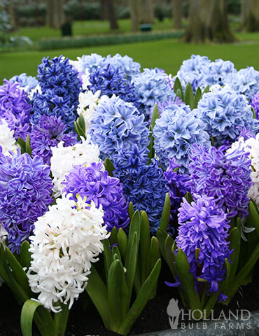 Rhapsody in Blue Hyacinth Mix hyacinth mix, hyacinth color, hyacinth bulbs when to plant, how long do hyacinths bloom, hyacinth bulbs for forcing, blue star hyacinth, hyacinth mix