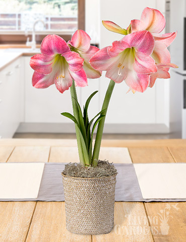 Rosy Delight Amaryllis Potted Bulb Garden amaryllis gifts, amaryllis kits, amaryllis kits, amaryllis bulbs, gardening gifts, amaryllis bulbs, indoor growing kits, amaryllis bulbs for cheap, best deals on amaryllis, discount amaryllis bulbs