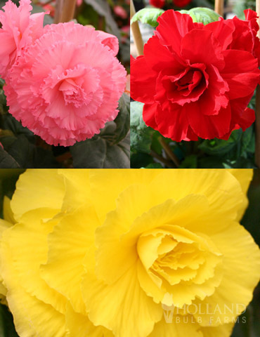 Ruffled Begonia Collection 