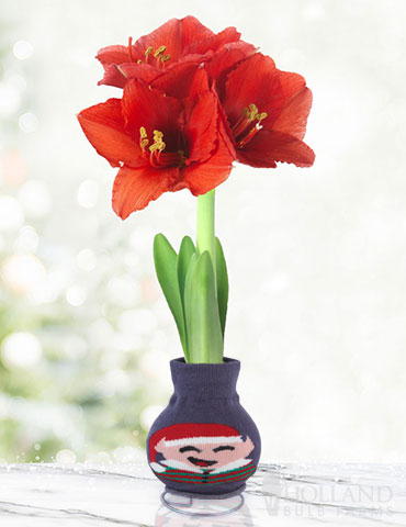Santas Buddy Sweater Amaryllis elf themed gifts, gifts for elf fans, unique amaryllis, waxed amaryllis, gifts for people who are hard to shop for, garden related gifts, 
