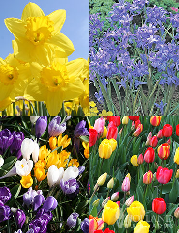 Spring Beauty Garden Collection tulips for sale, daffodils for sale, crocus for sale, blooms all spring, spring blooming flowers, bulbs to plant in fall, bulbs you plant in fall