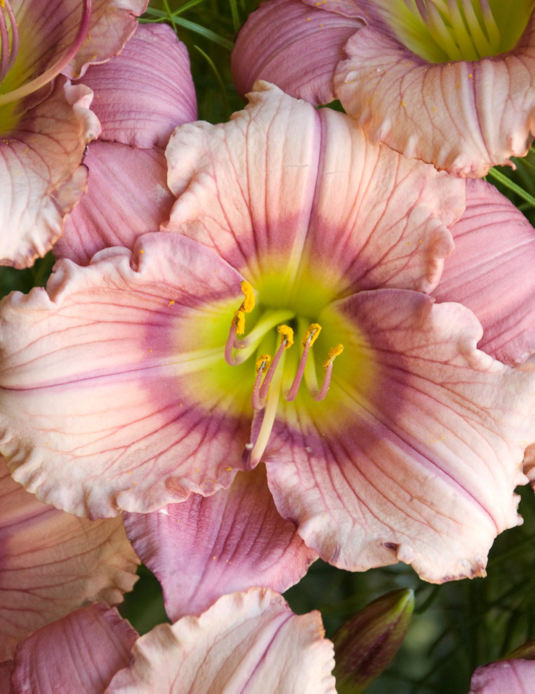 Stephanie Returns Re-Blooming Daylily 
