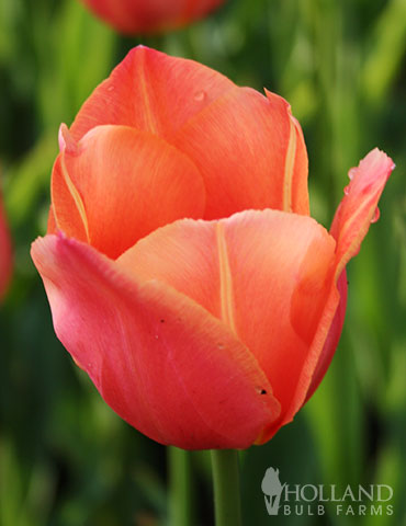 Stunning Apricot Single Early Tulip 