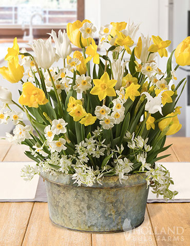 Sunny Side Potted Bulb Garden indoor bulb garden, potted bulb gardens, potted bulb garden, bulb gardens for delivery, daffodils for indoors