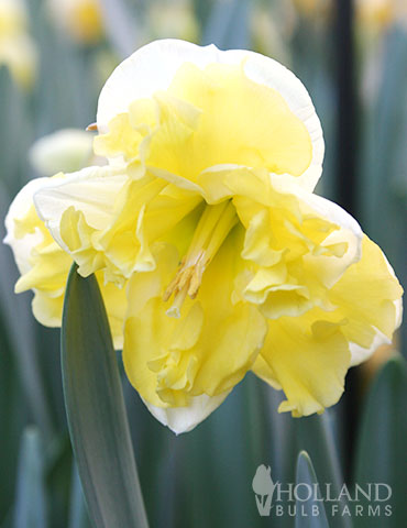 Sunny Side Up Daffodil 